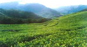 Wayanad